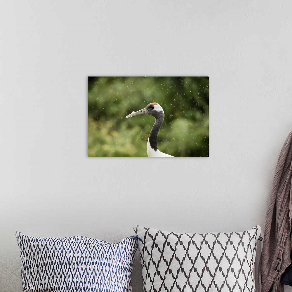 A bohemian room featuring Red crowned crane (Japanese crane) (Grus Japonensis), United Kingdom, Europe