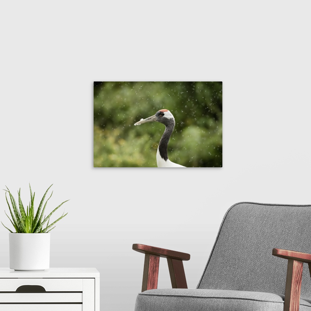 A modern room featuring Red crowned crane (Japanese crane) (Grus Japonensis), United Kingdom, Europe