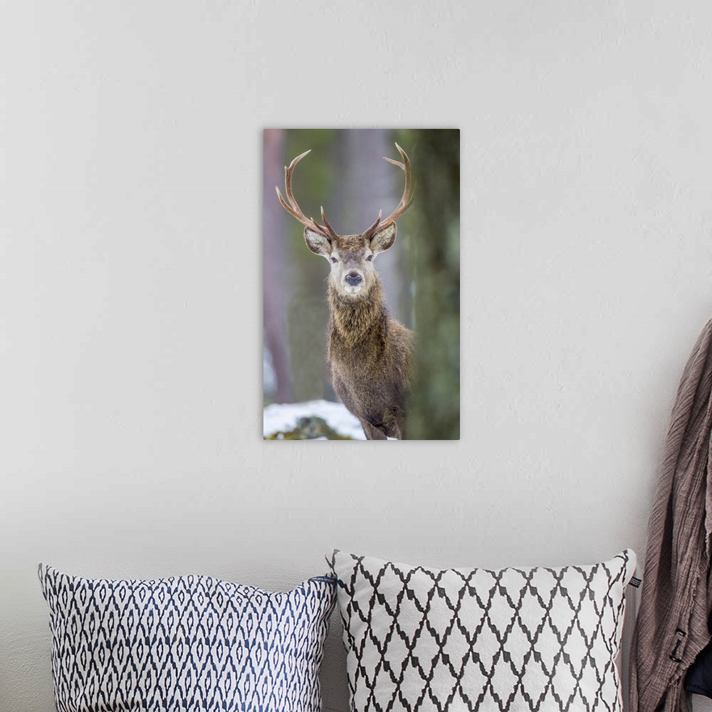 A bohemian room featuring Red deer stag (Cervus elaphus), Scottish Highlands, Scotland, United Kingdom, Europe