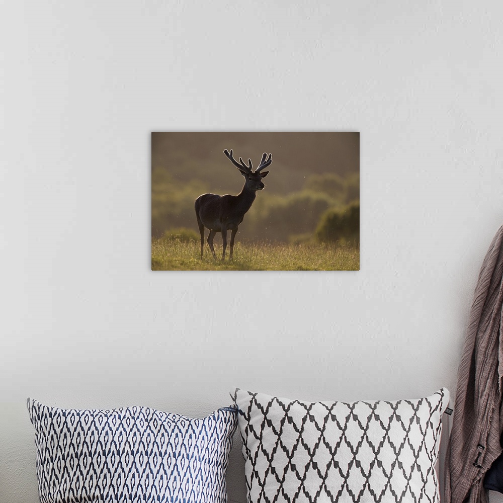 A bohemian room featuring Red deer stag in velvet, Grasspoint, Mull, Inner Hebrides, Scotland