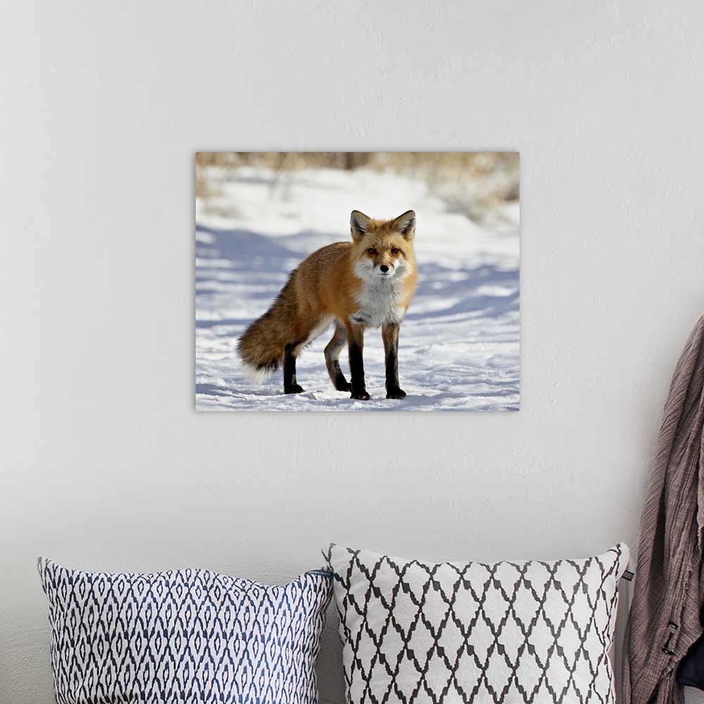 A bohemian room featuring Red Fox in the snow, Prospect Park, Wheatridge, Colorado