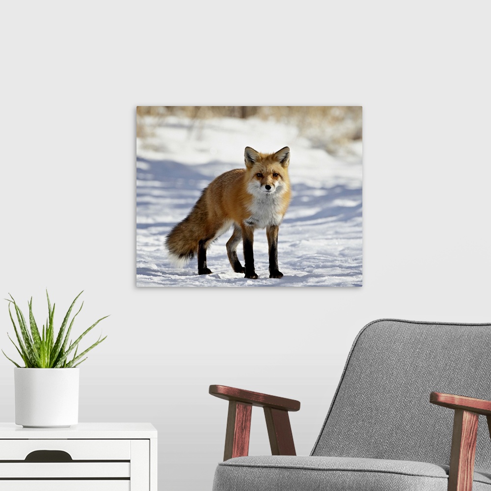 A modern room featuring Red Fox in the snow, Prospect Park, Wheatridge, Colorado