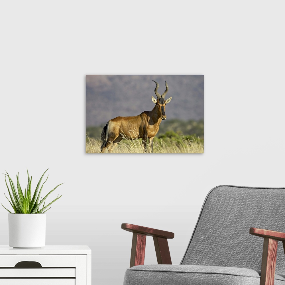 A modern room featuring Red hartebeest (Alcelaphus buselaphus), Mountain Zebra National Park