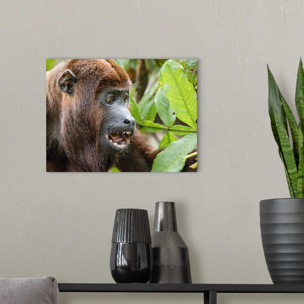 A modern room featuring Adult male red howler monkey (Alouatta seniculus), in the village of San Francisco, Amazon Basin,...