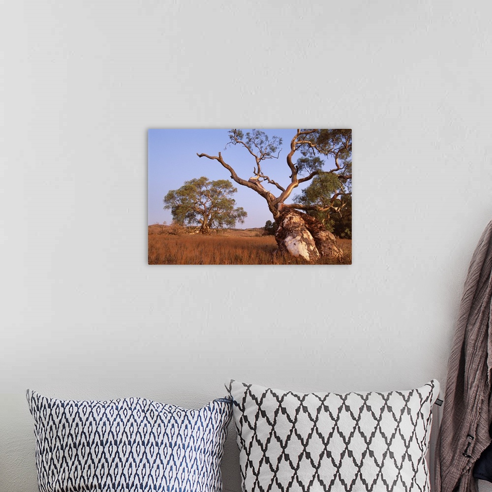 A bohemian room featuring Red River Gum tree, Eucalyptus camaldulensis, Flinders Range, Australia