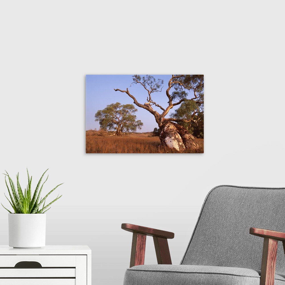 A modern room featuring Red River Gum tree, Eucalyptus camaldulensis, Flinders Range, Australia