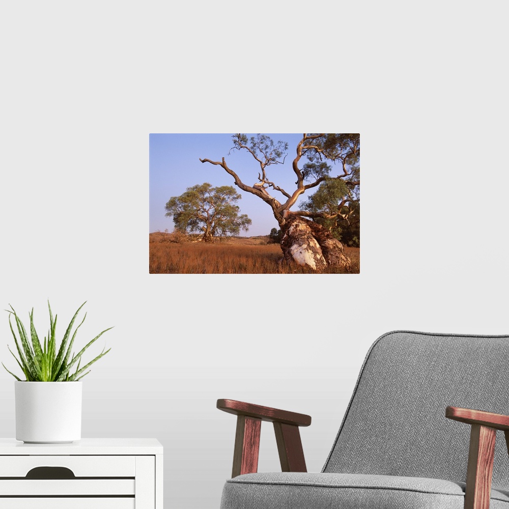 A modern room featuring Red River Gum tree, Eucalyptus camaldulensis, Flinders Range, Australia