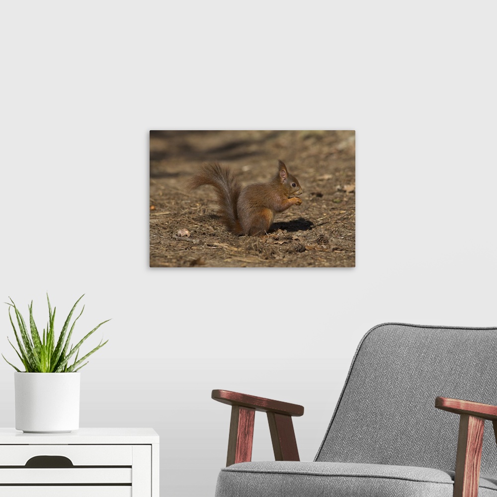 A modern room featuring Red squirrel, Sciurus vulgaris, Formby, Liverpool, England