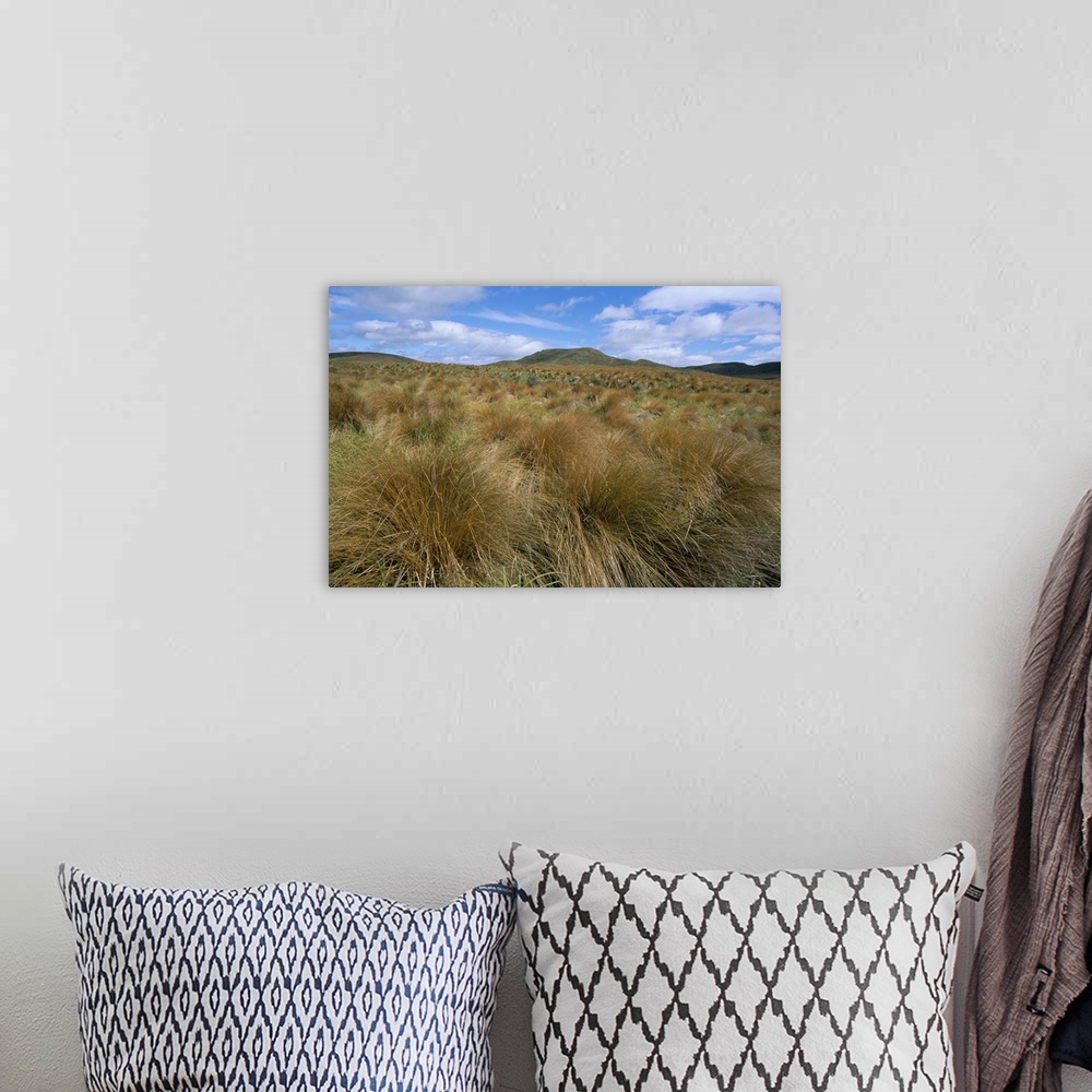 A bohemian room featuring Red tussock grass, Mossburn, South Island, New Zealand, Pacific