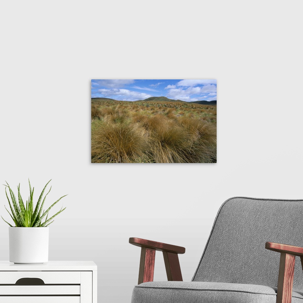 A modern room featuring Red tussock grass, Mossburn, South Island, New Zealand, Pacific