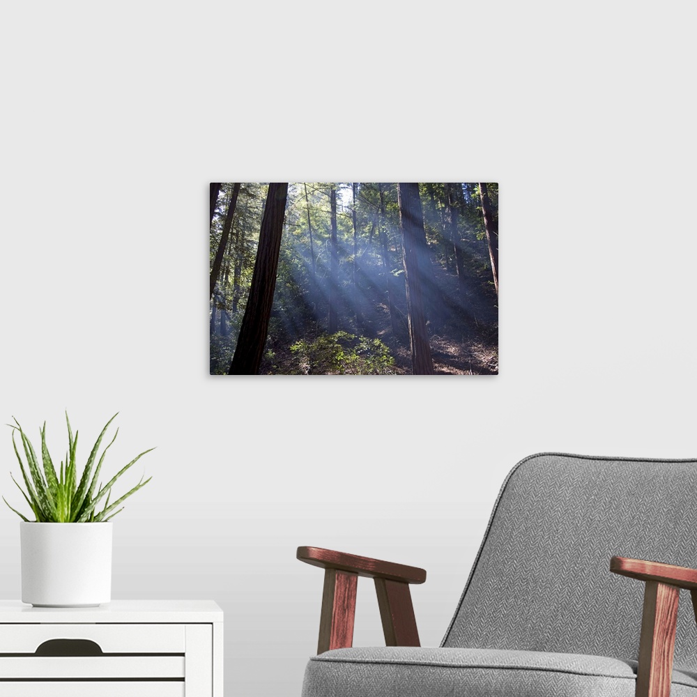 A modern room featuring Redwood forest, Ventana, Big Sur, California
