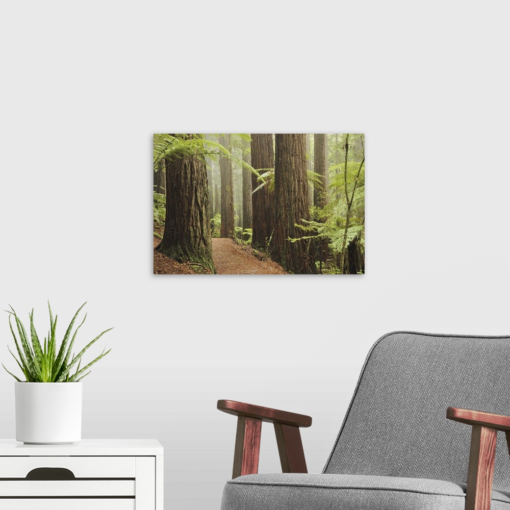 A modern room featuring Redwoods and Tree Ferns, The Redwoods, Rotorua, Bay of Plenty, New Zealand