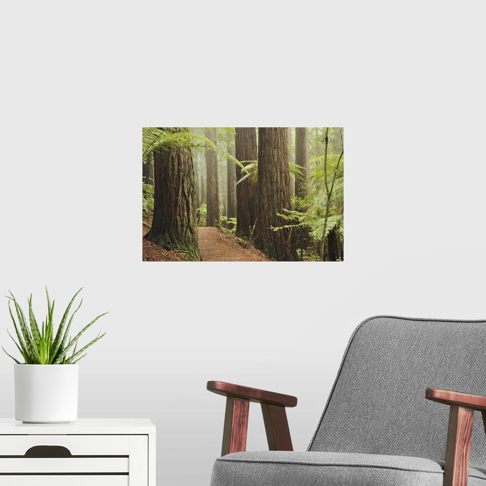 A modern room featuring Redwoods and Tree Ferns, The Redwoods, Rotorua, Bay of Plenty, New Zealand