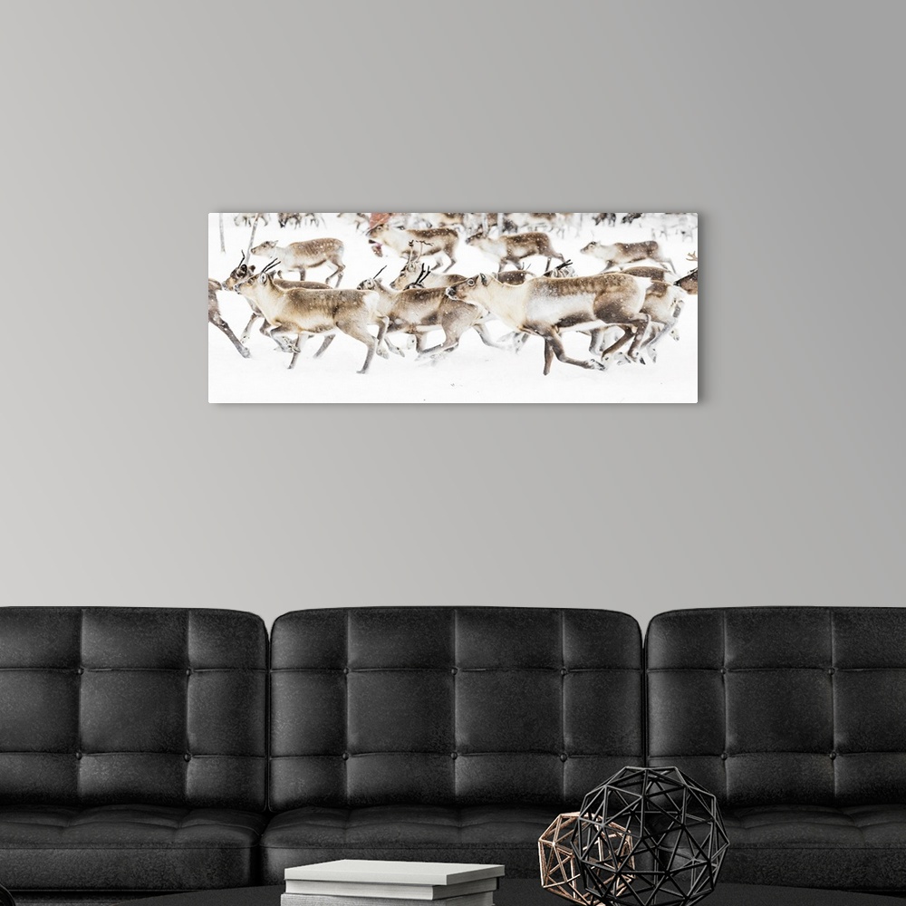 A modern room featuring Reindeer herded by Sami people running fast in the white landscape during a snowfall, Lapland, Sw...