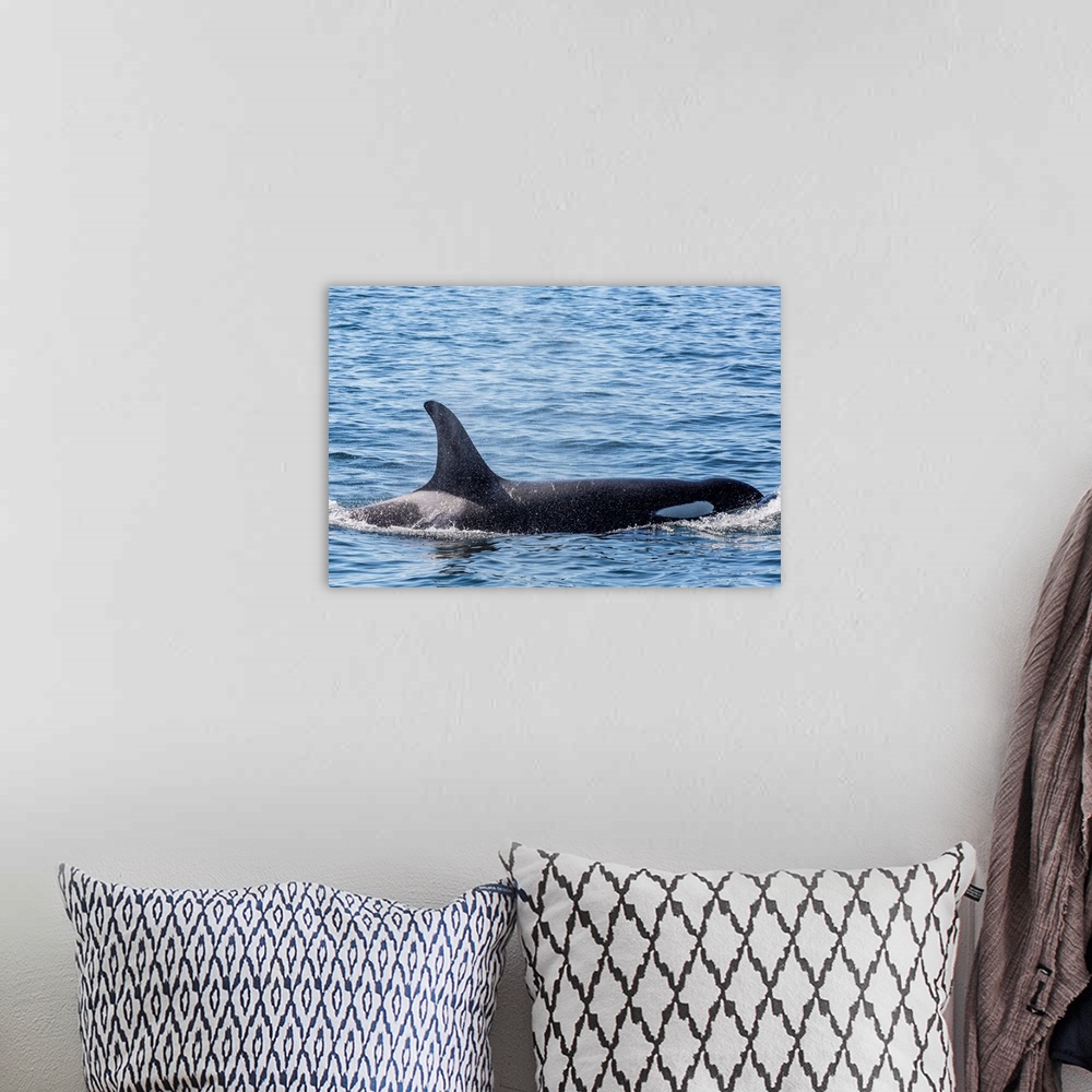 A bohemian room featuring Resident killer whale, Cattle Pass, San Juan Island, Washington, USA