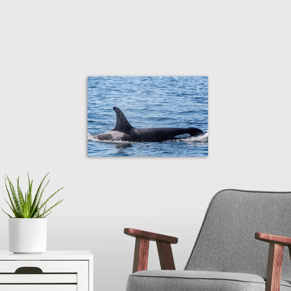 A modern room featuring Resident killer whale, Cattle Pass, San Juan Island, Washington, USA