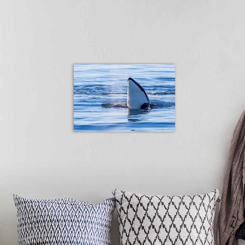 A bohemian room featuring Resident killer whale, spy-hopping, San Juan Island, Washington, USA