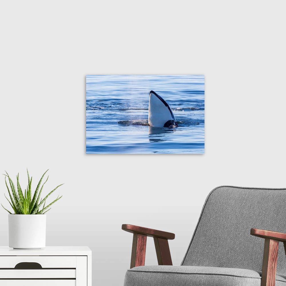 A modern room featuring Resident killer whale, spy-hopping, San Juan Island, Washington, USA