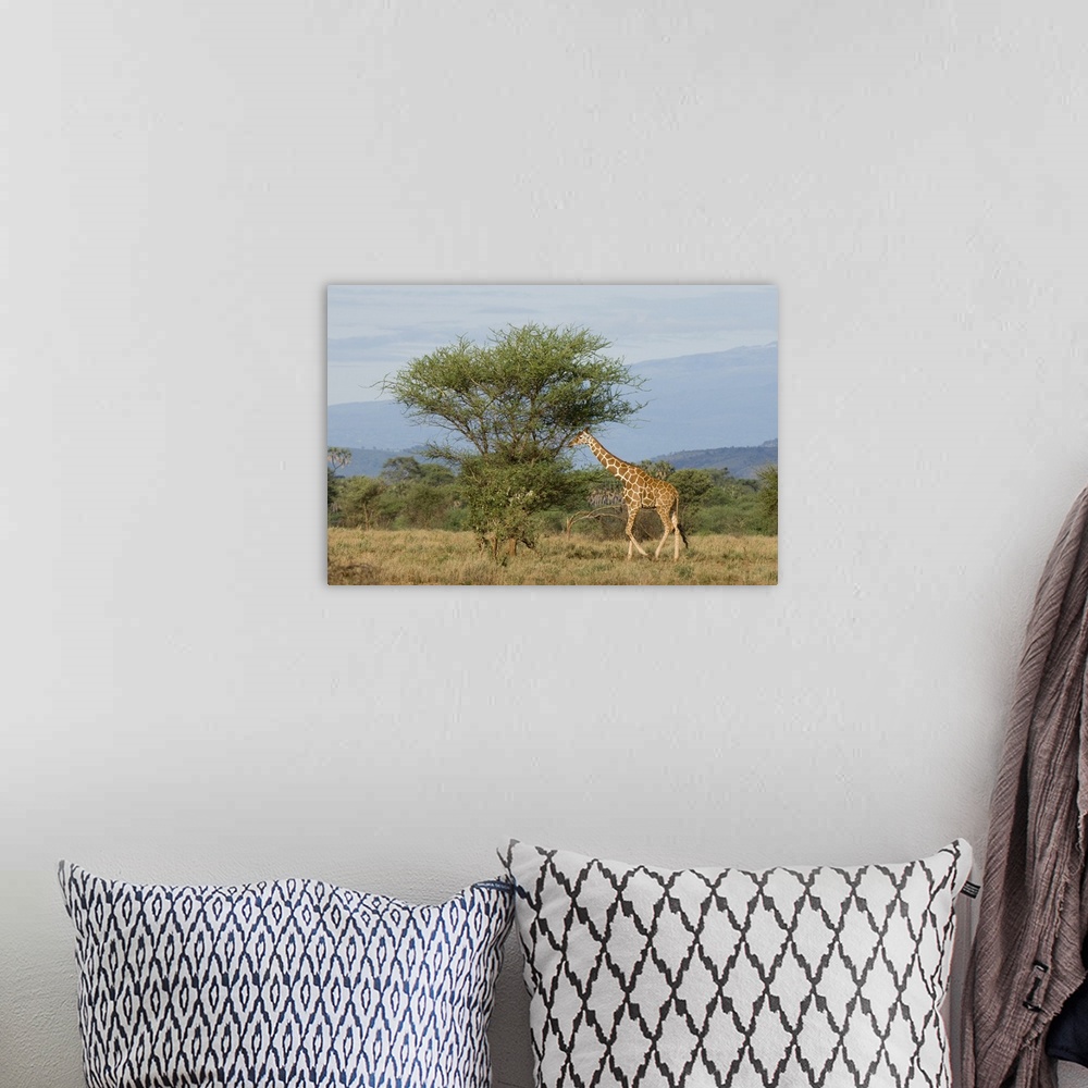 A bohemian room featuring Reticulated giraffe, Meru National Park, Kenya, East Africa, Africa