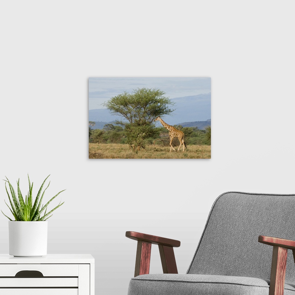 A modern room featuring Reticulated giraffe, Meru National Park, Kenya, East Africa, Africa