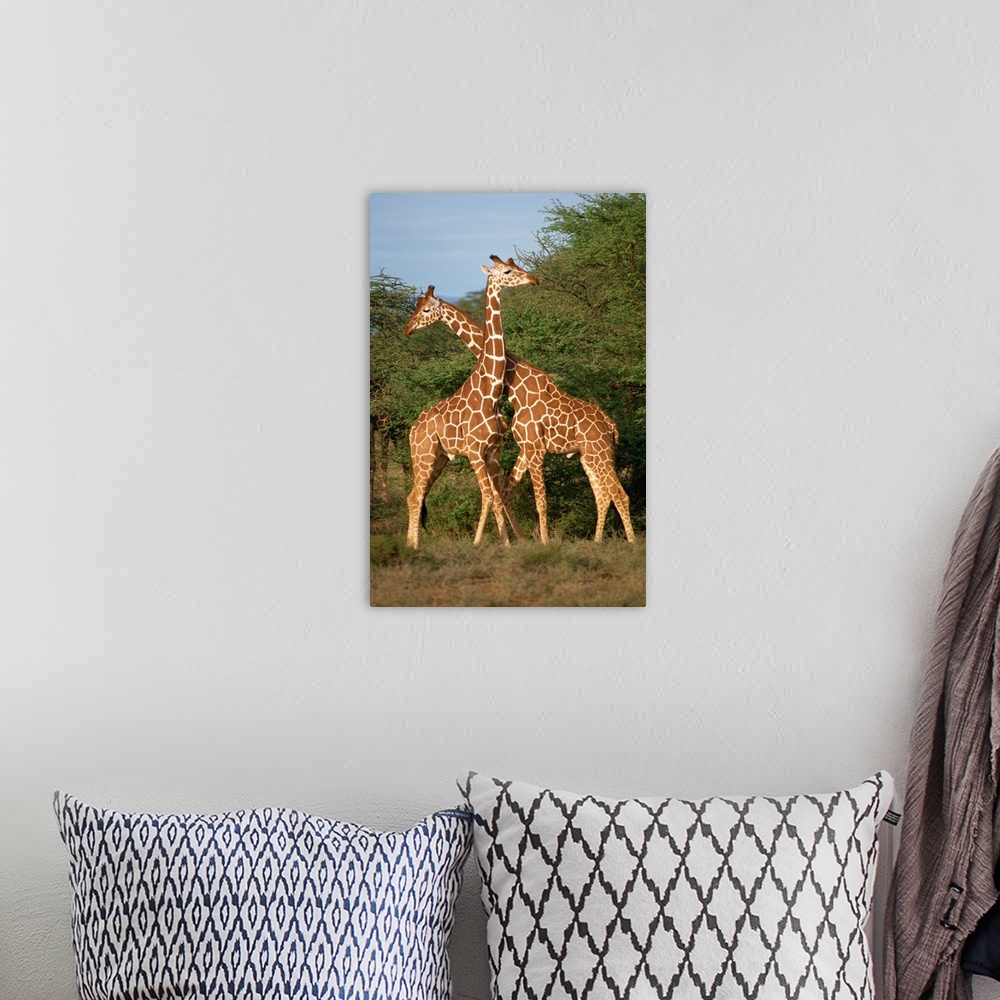 A bohemian room featuring Reticulated giraffe, Samburu, Kenya, East Africa, Africa