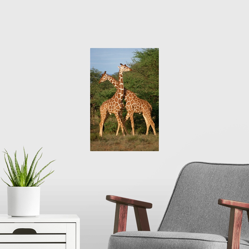 A modern room featuring Reticulated giraffe, Samburu, Kenya, East Africa, Africa