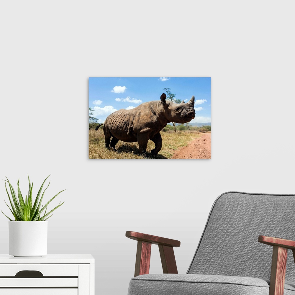 A modern room featuring Rhino, Lewa Wildlife Conservancy, Laikipia, Kenya, East Africa, Africa