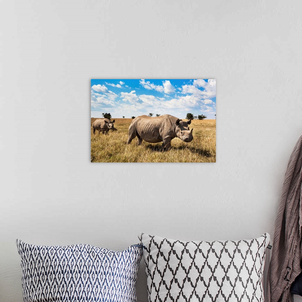 A bohemian room featuring Rhinoceros, Ol Pejeta Conservancy, Laikipia, Kenya, East Africa, Africa