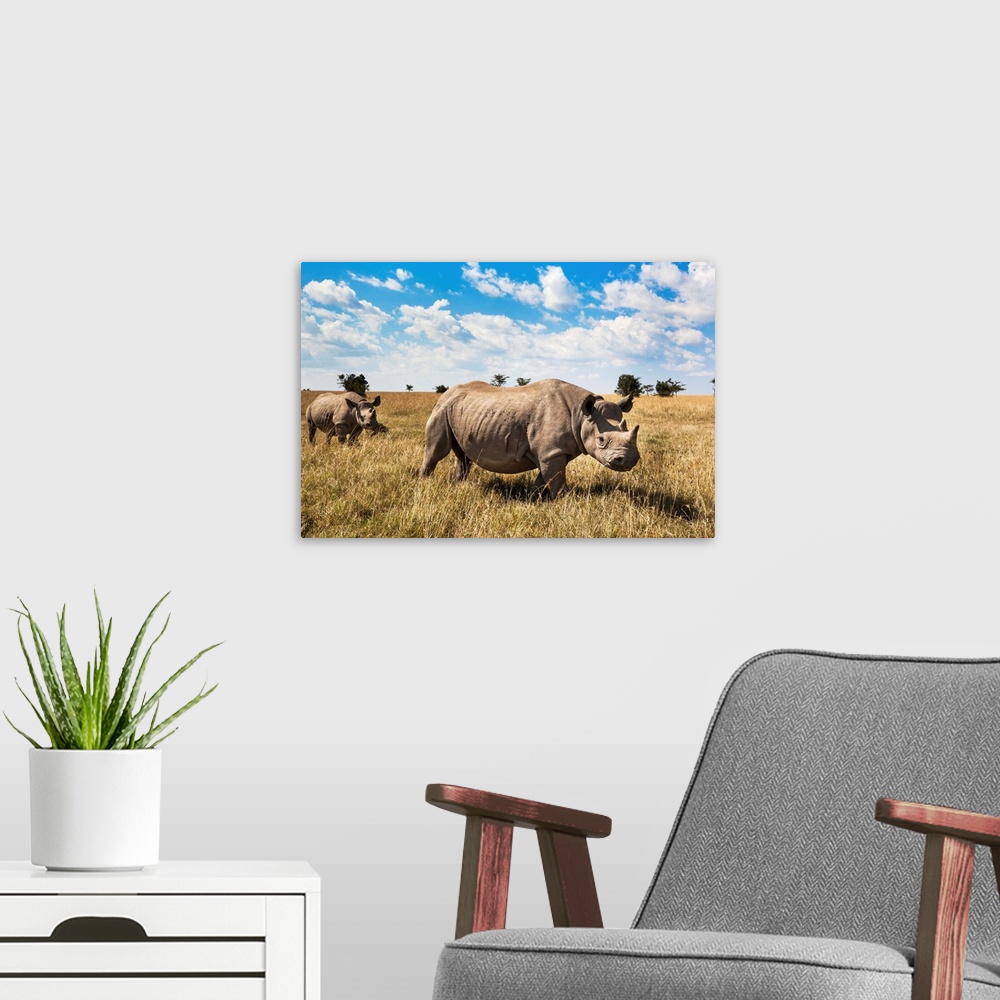 A modern room featuring Rhinoceros, Ol Pejeta Conservancy, Laikipia, Kenya, East Africa, Africa