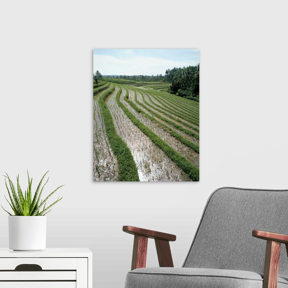 A modern room featuring Rice paddy fields, Bali, Indonesia, Southeast Asia