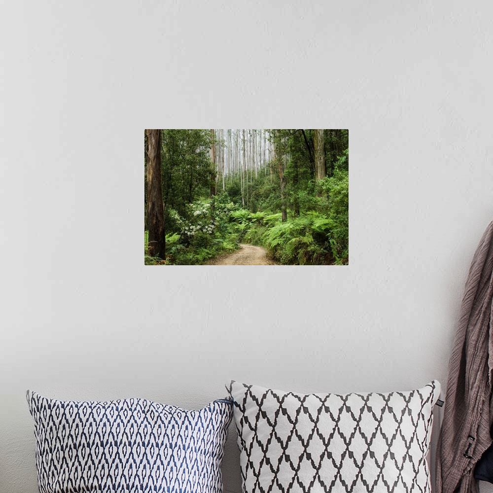 A bohemian room featuring Road through rainforest, Yarra Ranges National Park, Victoria, Australia, Pacific