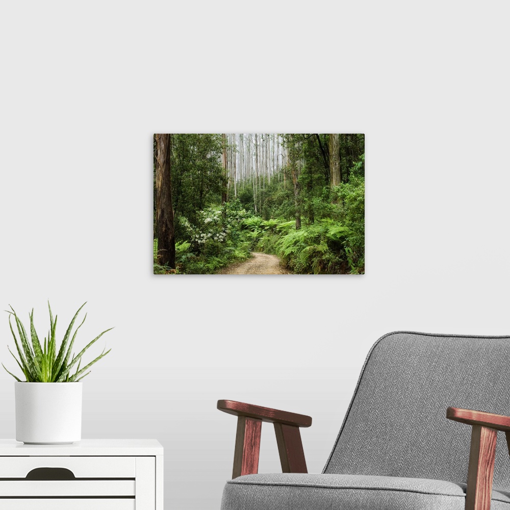 A modern room featuring Road through rainforest, Yarra Ranges National Park, Victoria, Australia, Pacific