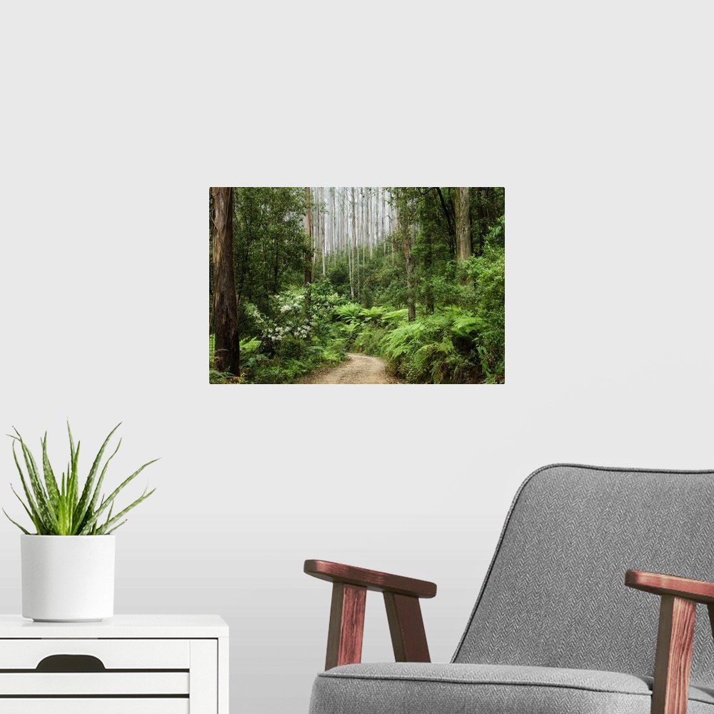 A modern room featuring Road through rainforest, Yarra Ranges National Park, Victoria, Australia, Pacific