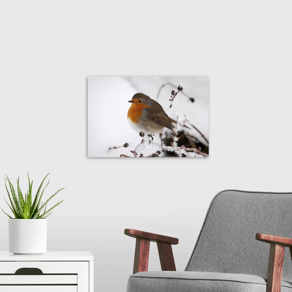 A modern room featuring Robin (Erithacus rubecula), in snow, United Kingdom, Europe
