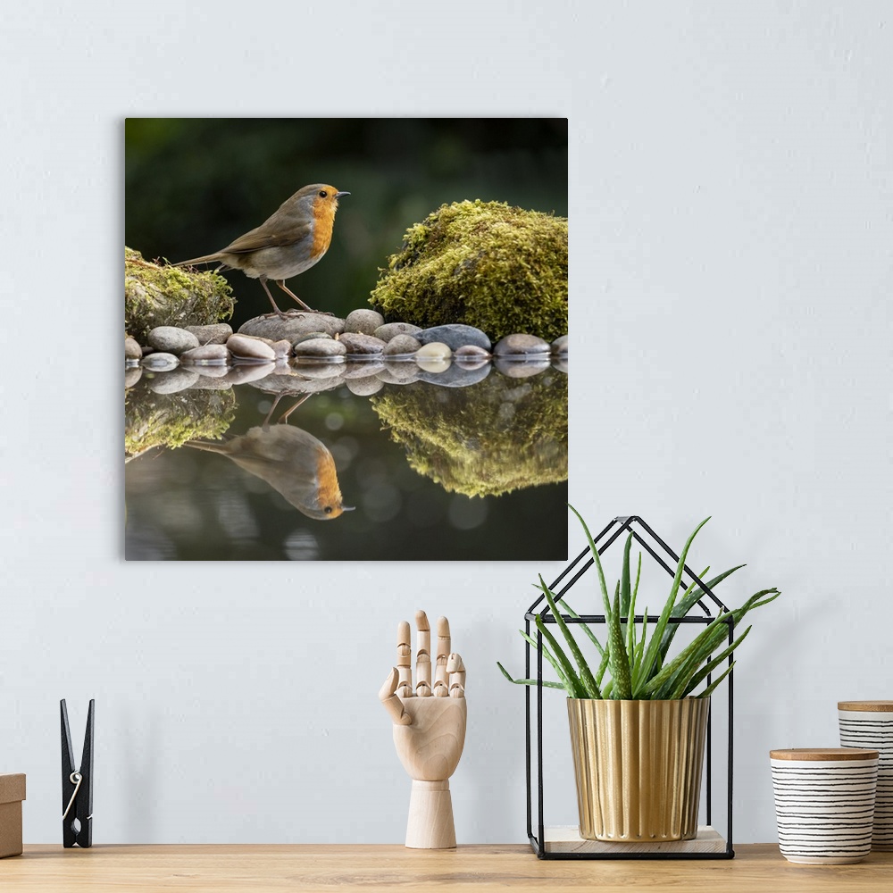 A bohemian room featuring Robin reflected in a garden pond, York, North Yorkshire, England, United Kingdom, Europe