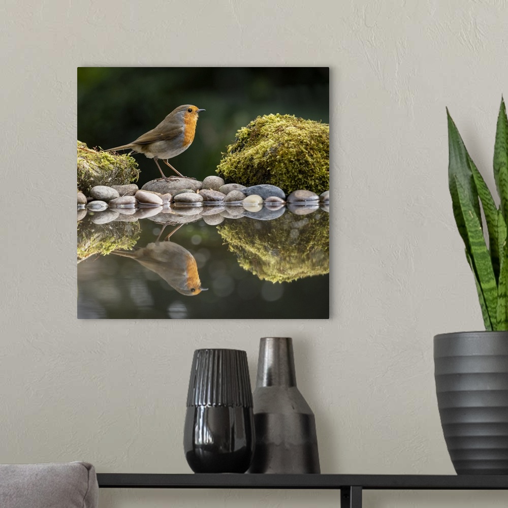 A modern room featuring Robin reflected in a garden pond, York, North Yorkshire, England, United Kingdom, Europe