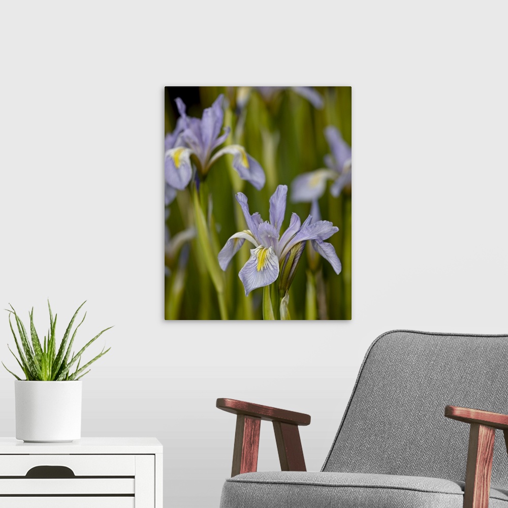 A modern room featuring Rocky Mountain iris, Weston Pass, Pike and San Isabel National Forest, Colorado
