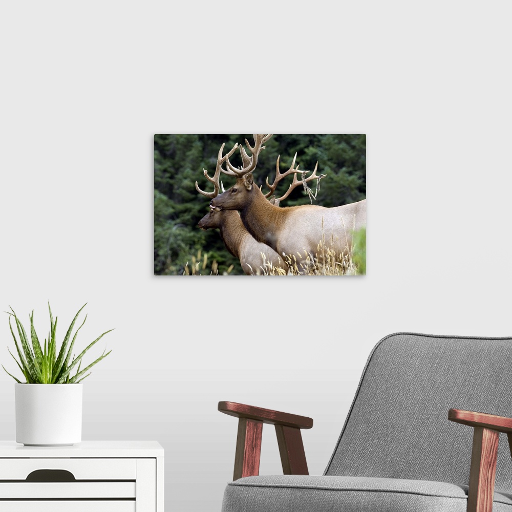 A modern room featuring Roosevelt elk, Oregon