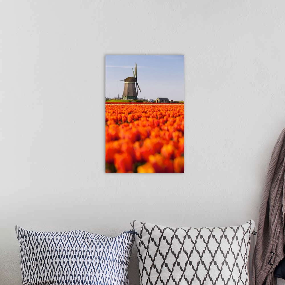 A bohemian room featuring Field of tulips and windmill, near Obdam, North Holland, Netherlands, Europe
