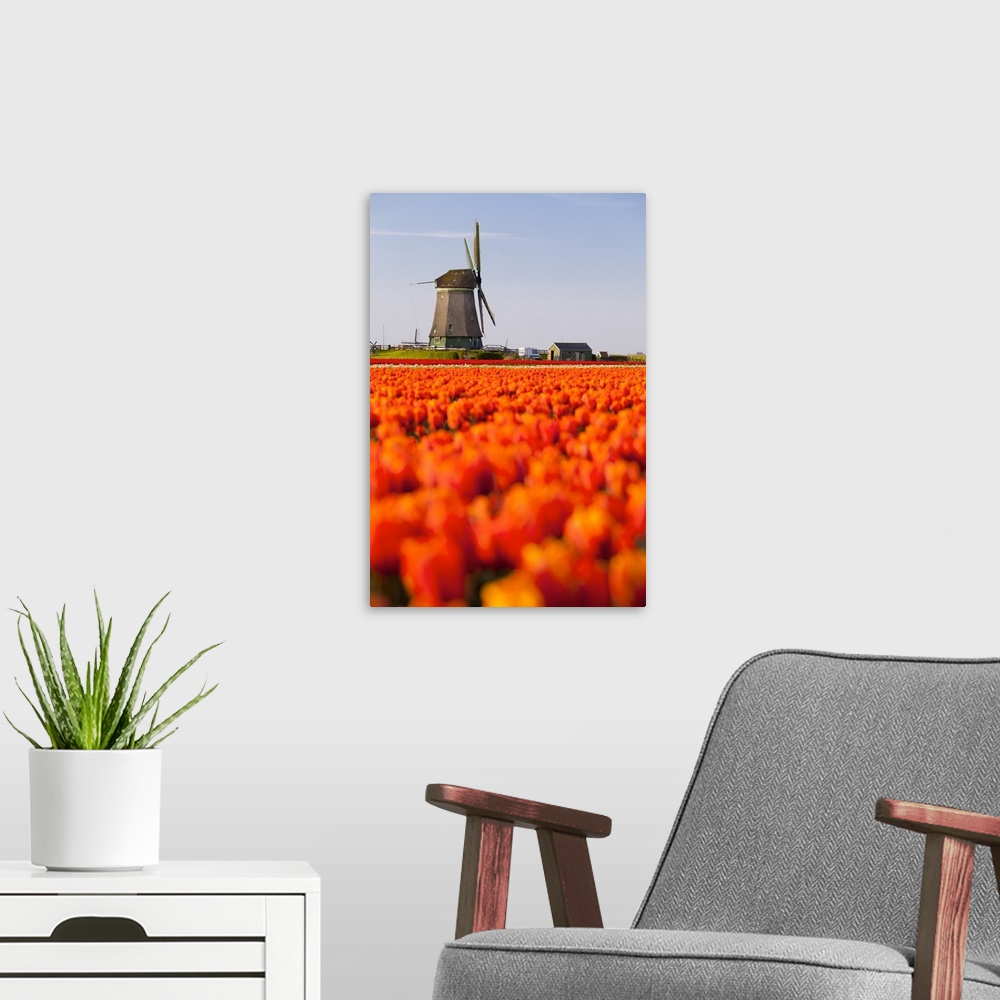 A modern room featuring Field of tulips and windmill, near Obdam, North Holland, Netherlands, Europe