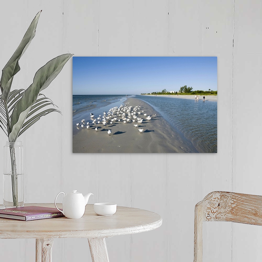 A farmhouse room featuring Royal tern birds on beach, Sanibel Island, Gulf Coast, Florida