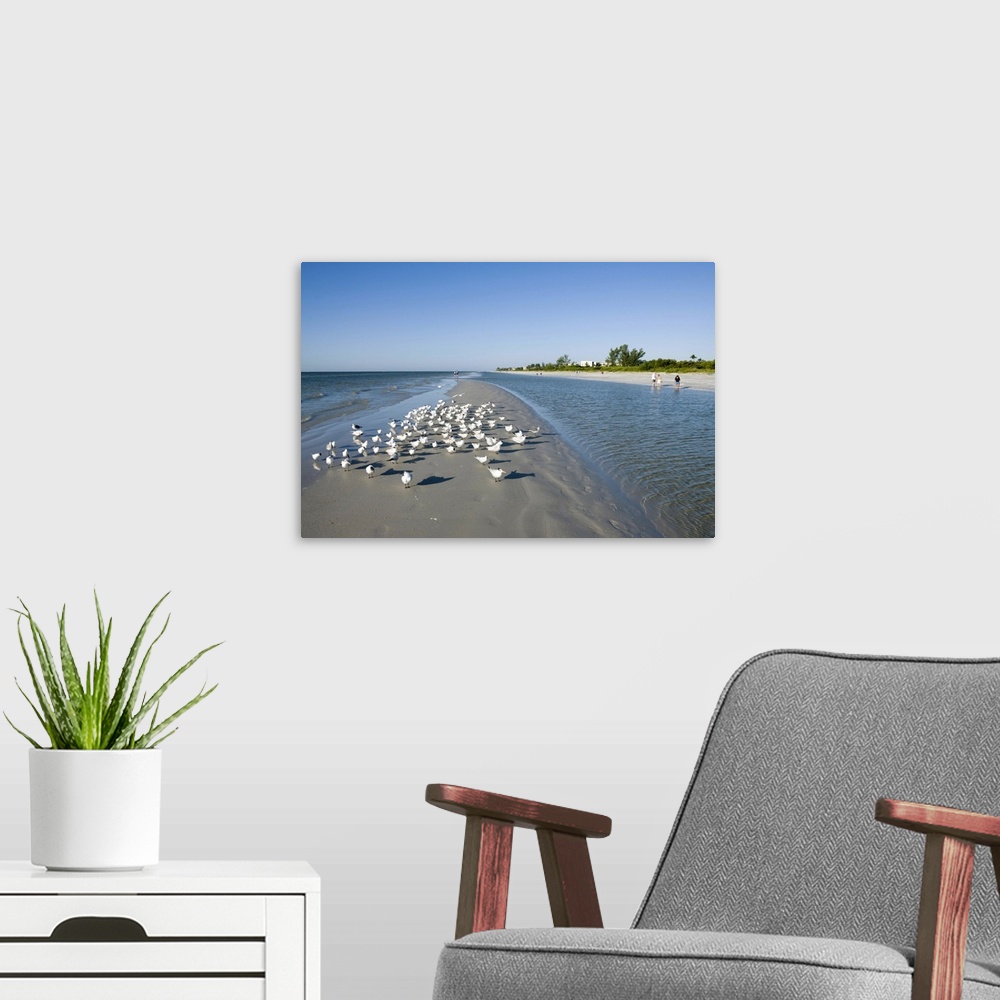 A modern room featuring Royal tern birds on beach, Sanibel Island, Gulf Coast, Florida