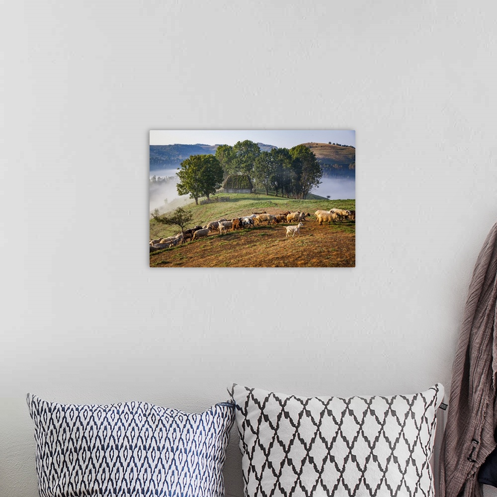 A bohemian room featuring Rural landscape with flock of sheep in Dumesti, Apuseni mountains, Romania, Europe