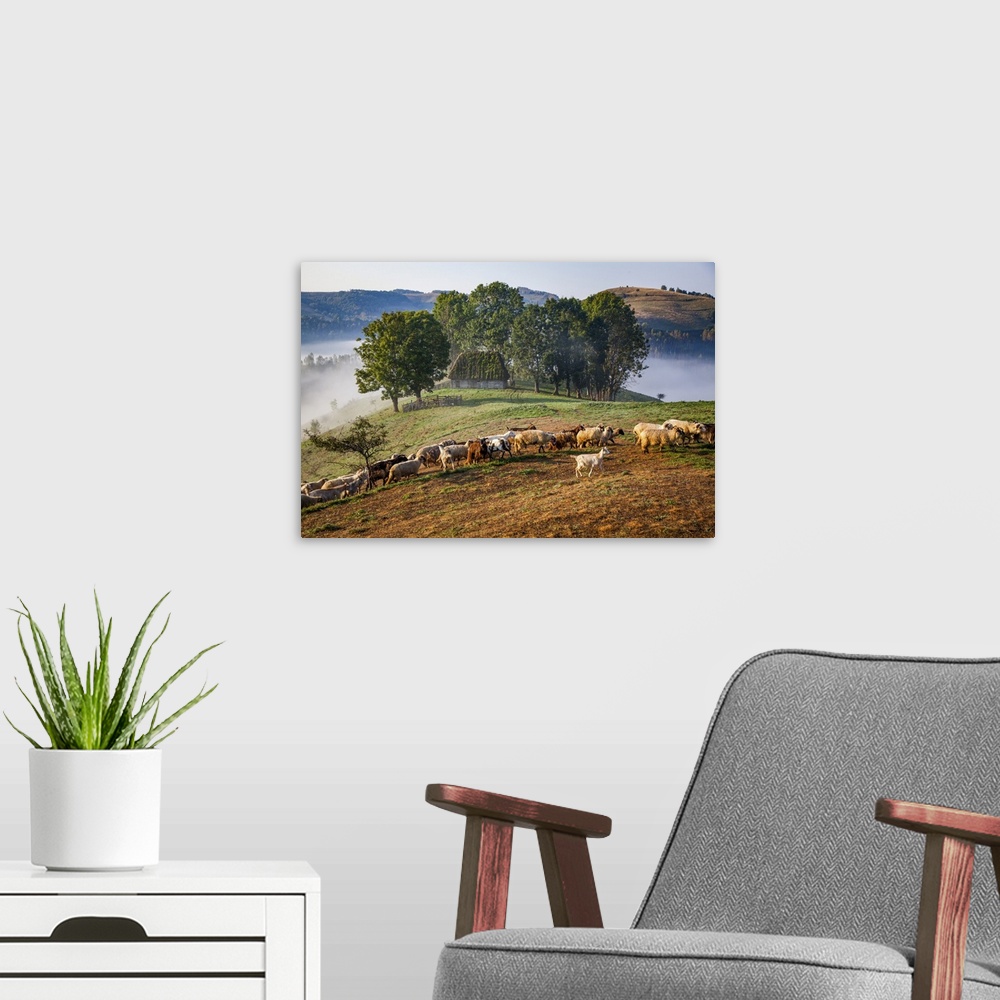 A modern room featuring Rural landscape with flock of sheep in Dumesti, Apuseni mountains, Romania, Europe