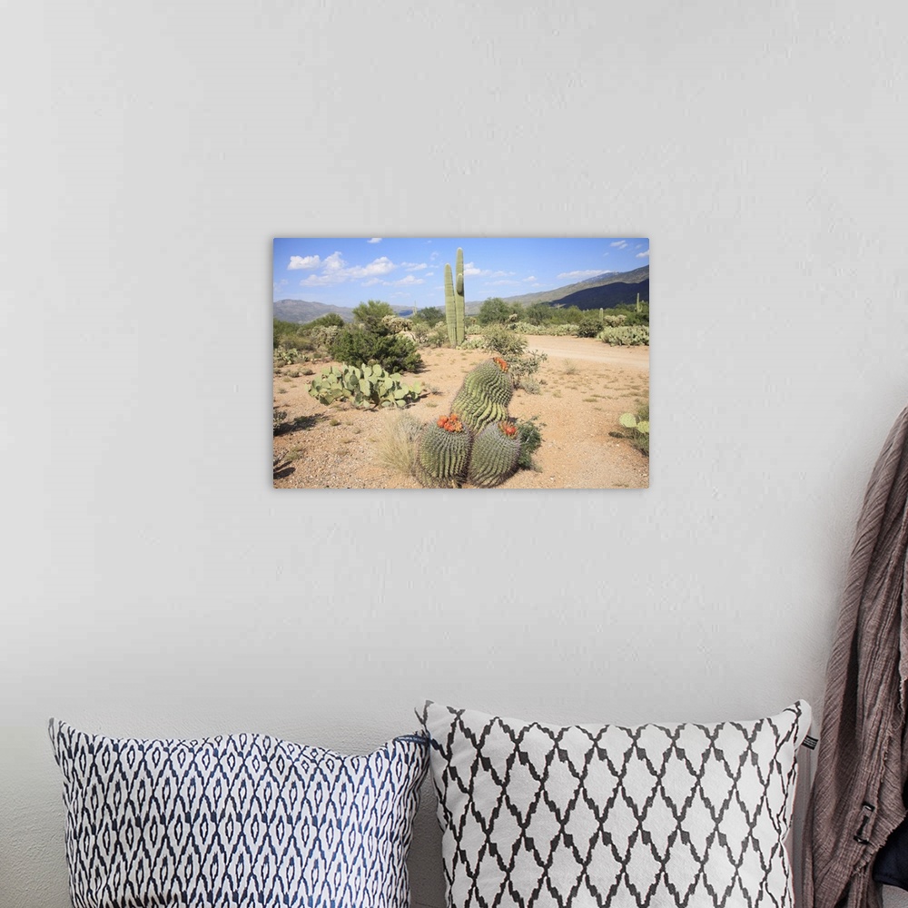 A bohemian room featuring Saguaro cacti and barrel cacti in bloom, Saguaro National Park, Tucson, Arizona