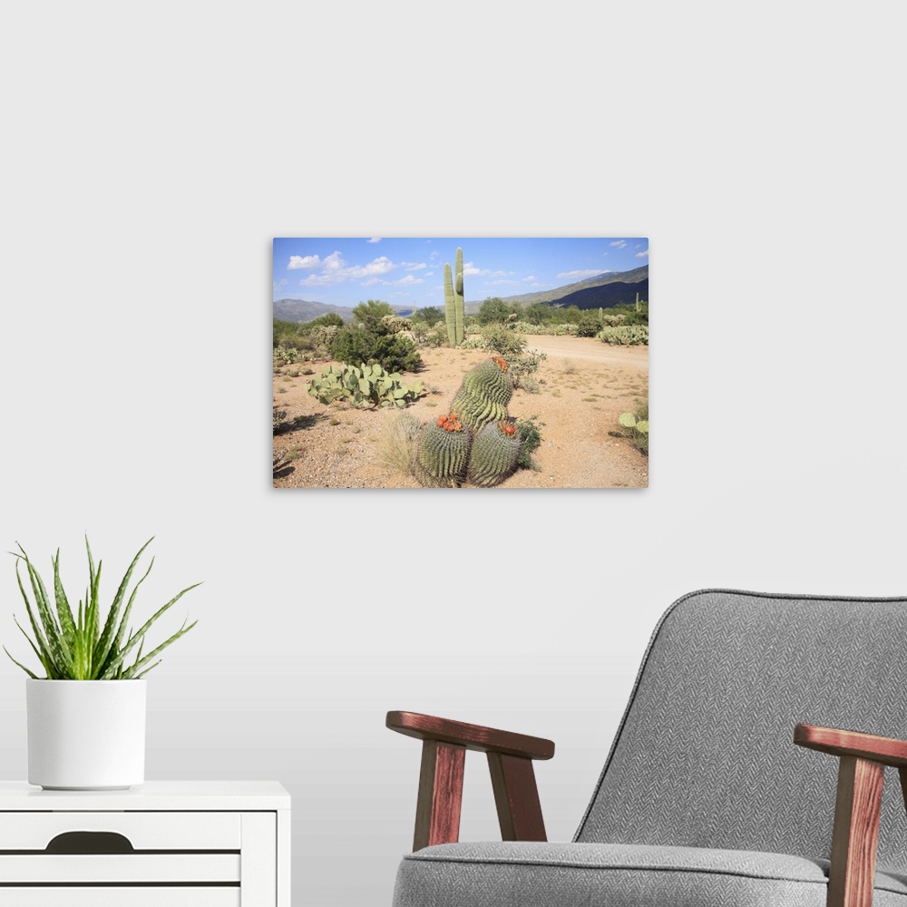 A modern room featuring Saguaro cacti and barrel cacti in bloom, Saguaro National Park, Tucson, Arizona