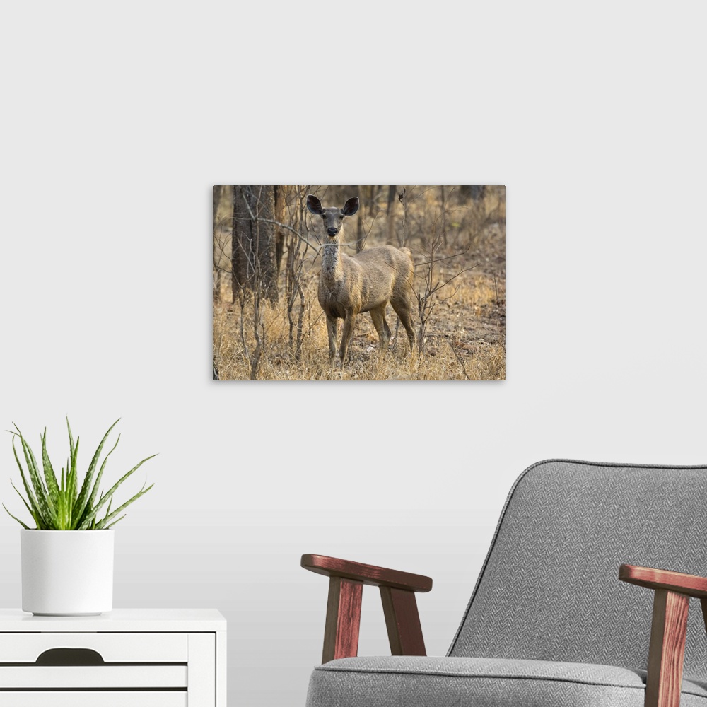 A modern room featuring sambar deer, Bandhavgarh National Park, Madhya Pradesh, India