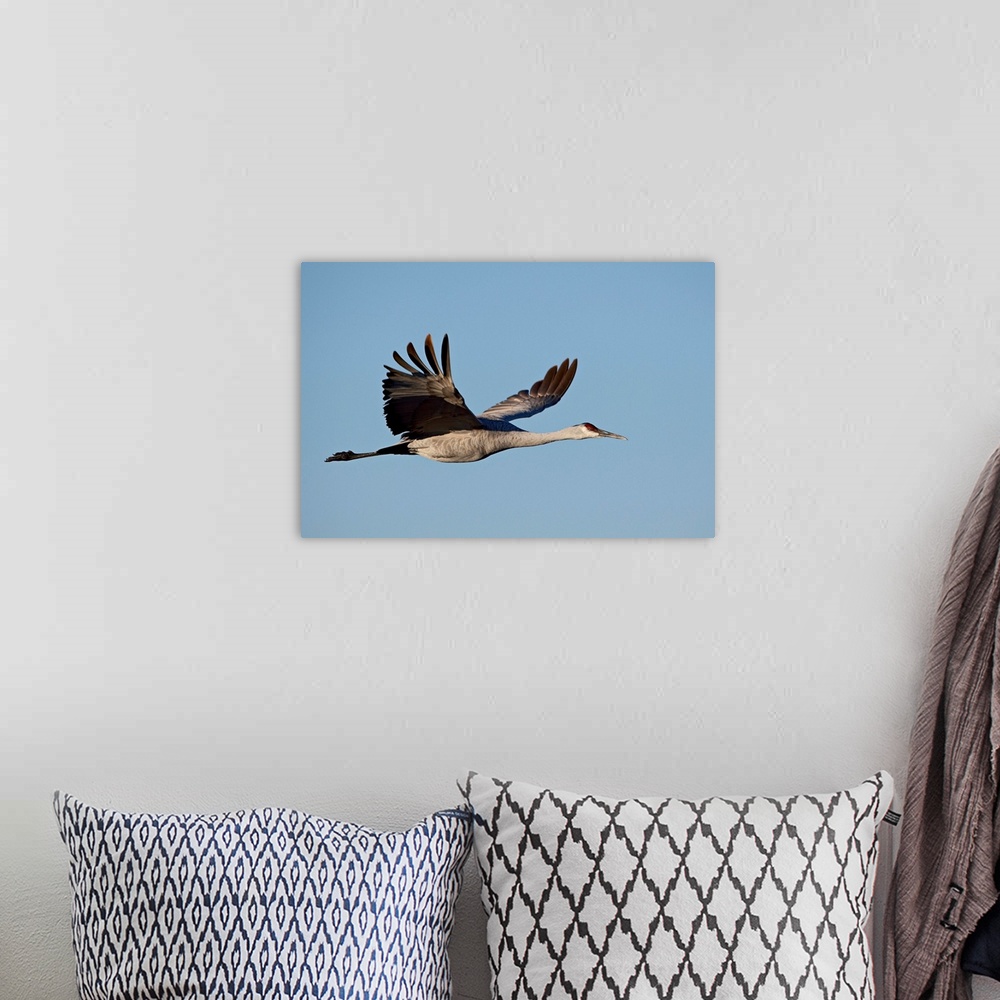 A bohemian room featuring Sandhill crane in flight, Bosque Del Apache National Wildlife Refuge, New Mexico