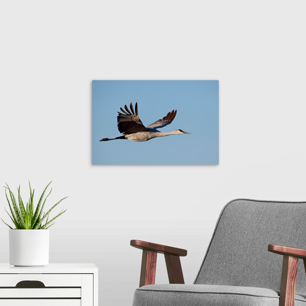 A modern room featuring Sandhill crane in flight, Bosque Del Apache National Wildlife Refuge, New Mexico