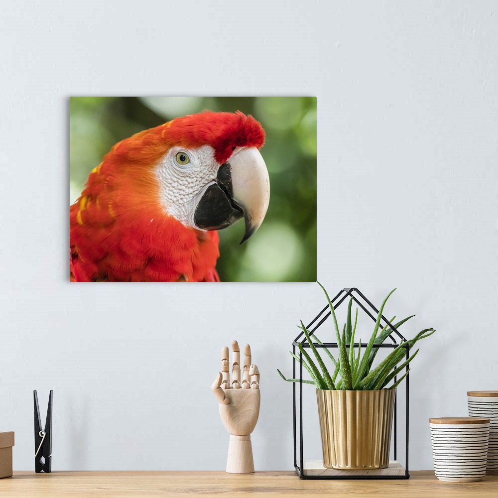 A bohemian room featuring Scarlet macaw (Ara macao), Amazon Rescue Center, Iquitos, Peru, South America